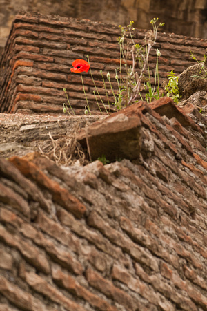 DarbiGPhotography-Rome--011
